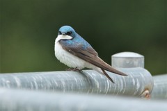 Tachycineta bicolor