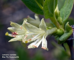 Lonicera caerulea cauriana