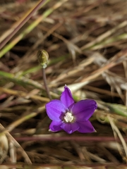 Brodiaea filifolia
