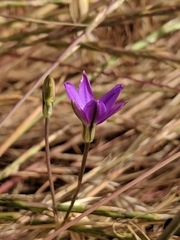 Brodiaea filifolia