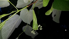 Tilia americana heterophylla