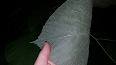 Tilia americana heterophylla