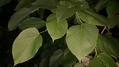 Tilia americana heterophylla