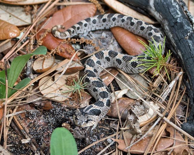 Southern Hognose Snake in May 2019 by Rich Stevenson. Carolina Beach ...