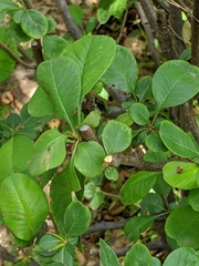 Chaenomeles speciosa