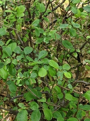 Chaenomeles speciosa