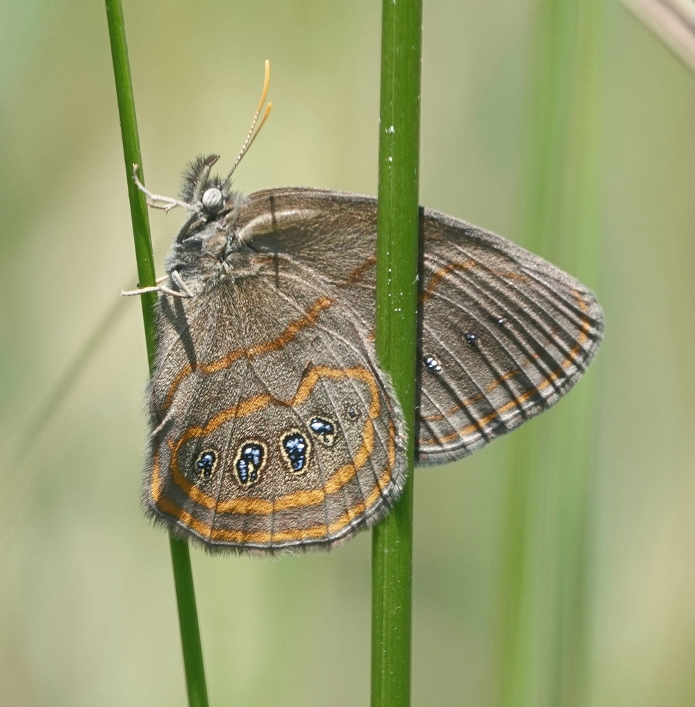 Helicta Satyr