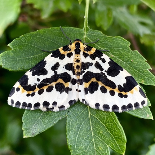 Magpie Moth, Meijendel and Berkheide, Katwijk, South Holland, NL, photo 10 of 10
