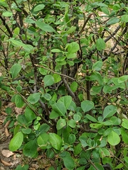 Chaenomeles speciosa