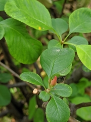 Chaenomeles speciosa
