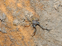 Discocyrtus testudineus