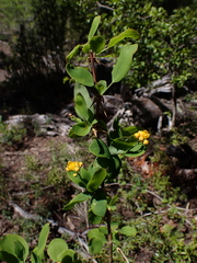 Nolan Exe, CC BY, iNaturalist via GBIF Berberis rotundifolia, photograph Nolan Exe, CC BY, iNaturalist via GBIF