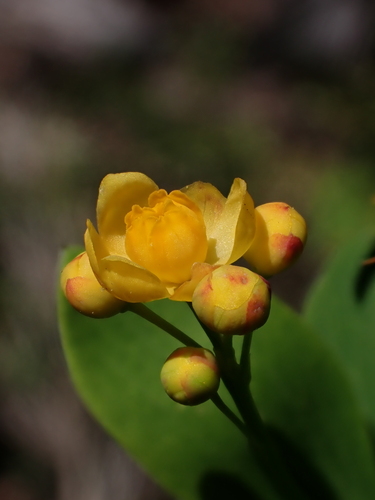 Berberis rotundifolia, photograph 3