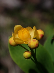 Nolan Exe, CC BY, iNaturalist via GBIF Berberis rotundifolia, photograph Nolan Exe, CC BY, iNaturalist via GBIF