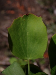 Nolan Exe, CC BY, iNaturalist via GBIF Berberis rotundifolia, photograph Nolan Exe, CC BY, iNaturalist via GBIF
