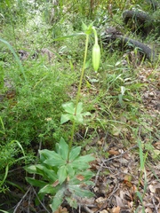 Lilieae