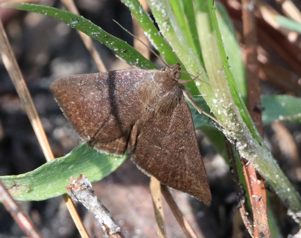 Erasa Chocolate Moth