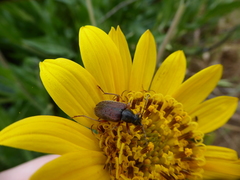 Brachysomida californica