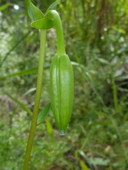 Lilieae