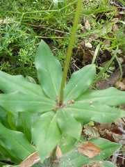 Lilieae