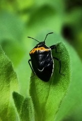 Cosmopepla conspicillaris