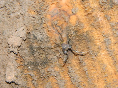 Discocyrtus testudineus