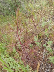 Cordylanthus rigidus setigerus