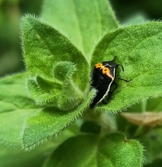 Cosmopepla conspicillaris