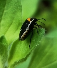 Cosmopepla conspicillaris