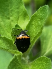 Cosmopepla conspicillaris