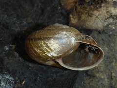 Helminthoglypta phlyctaena