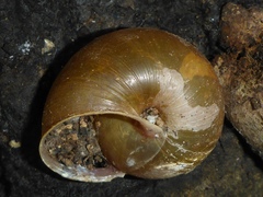 Helminthoglypta phlyctaena