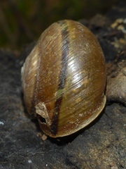 Helminthoglypta phlyctaena