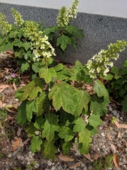 Hydrangea quercifolia