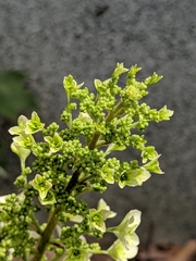 Hydrangea quercifolia