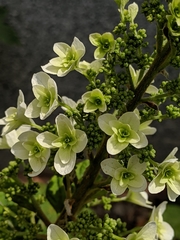 Hydrangea quercifolia
