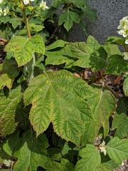 Hydrangea quercifolia