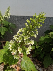 Hydrangea quercifolia