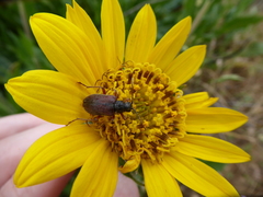 Brachysomida californica