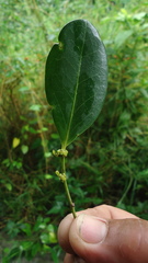 Chaetocarpus myrsinites