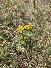 Ranunculus rhomboideus