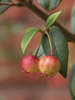 Chilean Guava - Photo (c) Claudio Maureira, some rights reserved (CC BY-NC-SA), uploaded by Claudio Maureira