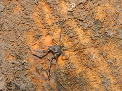Discocyrtus testudineus