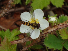 Meliscaeva cinctella image