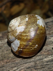 Helminthoglypta fieldi