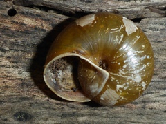 Helminthoglypta fieldi