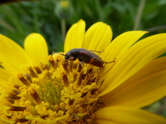 Brachysomida californica