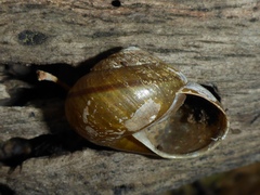 Helminthoglypta fieldi