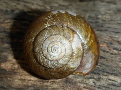 Helminthoglypta fieldi