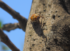 Oryctomorphus maculicollis
